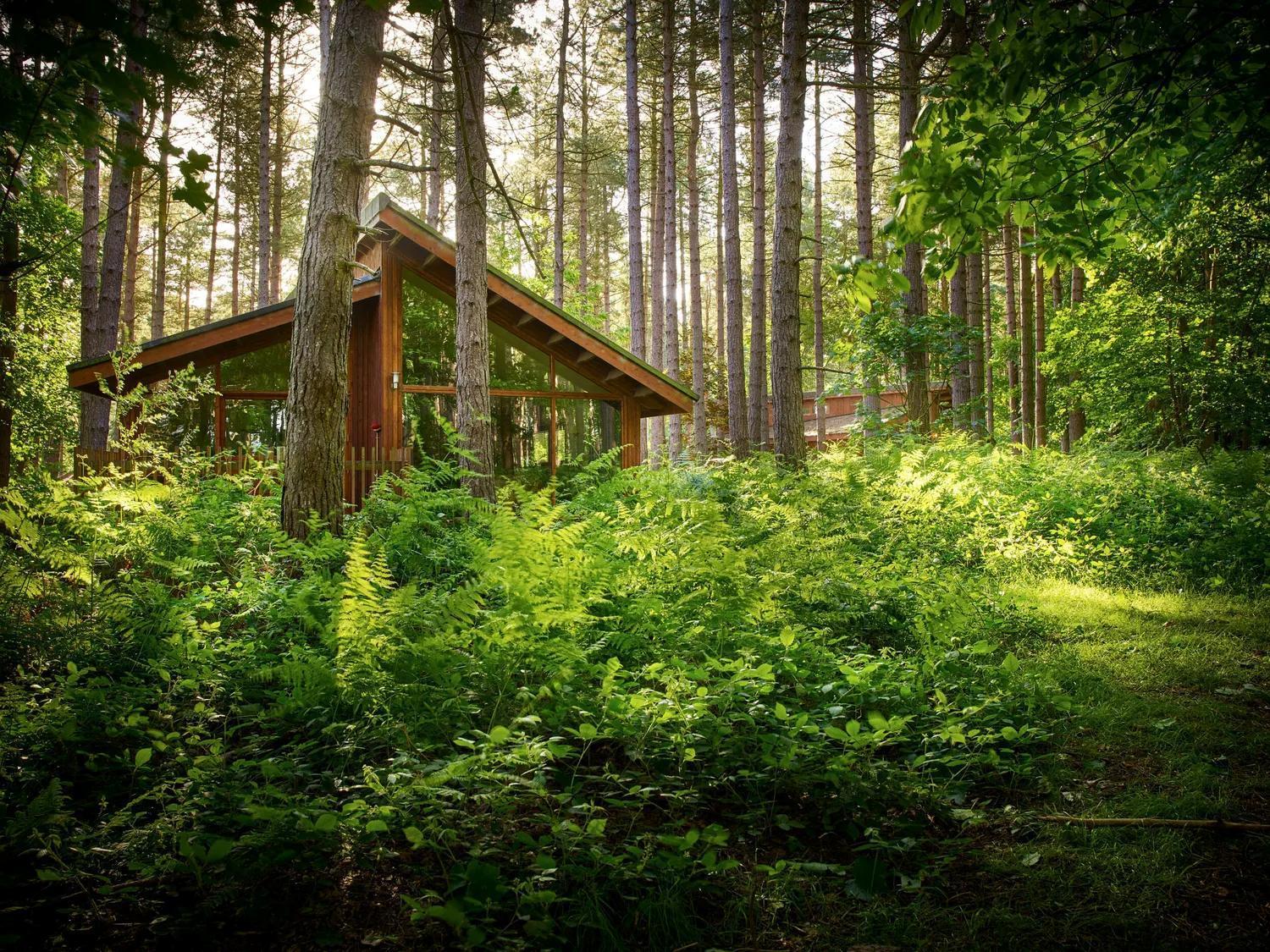 Blackwood Forest Cabins - Forest Holidays Popham Exteriér fotografie
