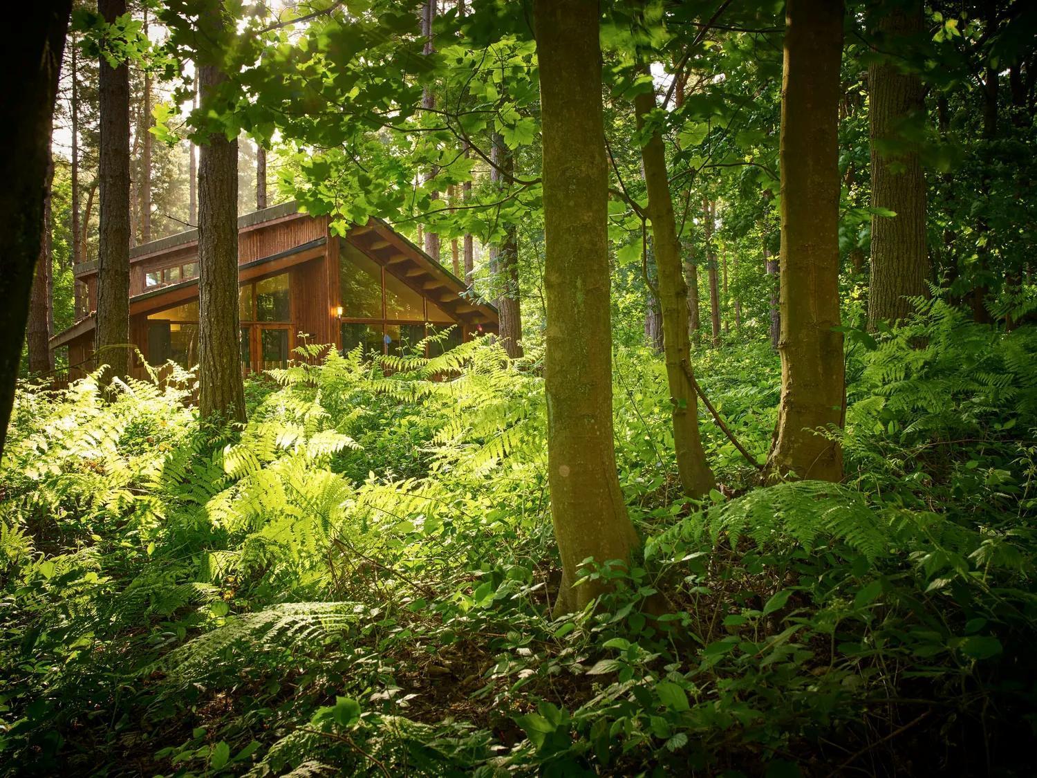 Blackwood Forest Cabins - Forest Holidays Popham Exteriér fotografie