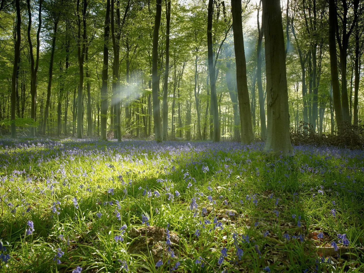 Blackwood Forest Cabins - Forest Holidays Popham Exteriér fotografie