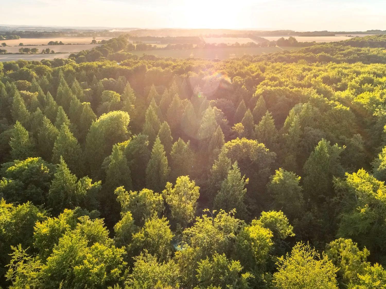 Blackwood Forest Cabins - Forest Holidays Popham Exteriér fotografie