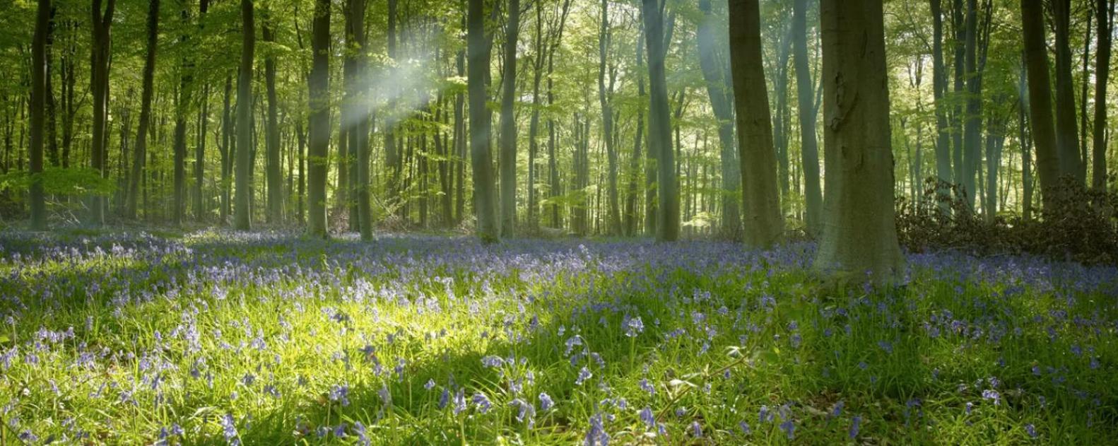 Blackwood Forest Cabins - Forest Holidays Popham Exteriér fotografie